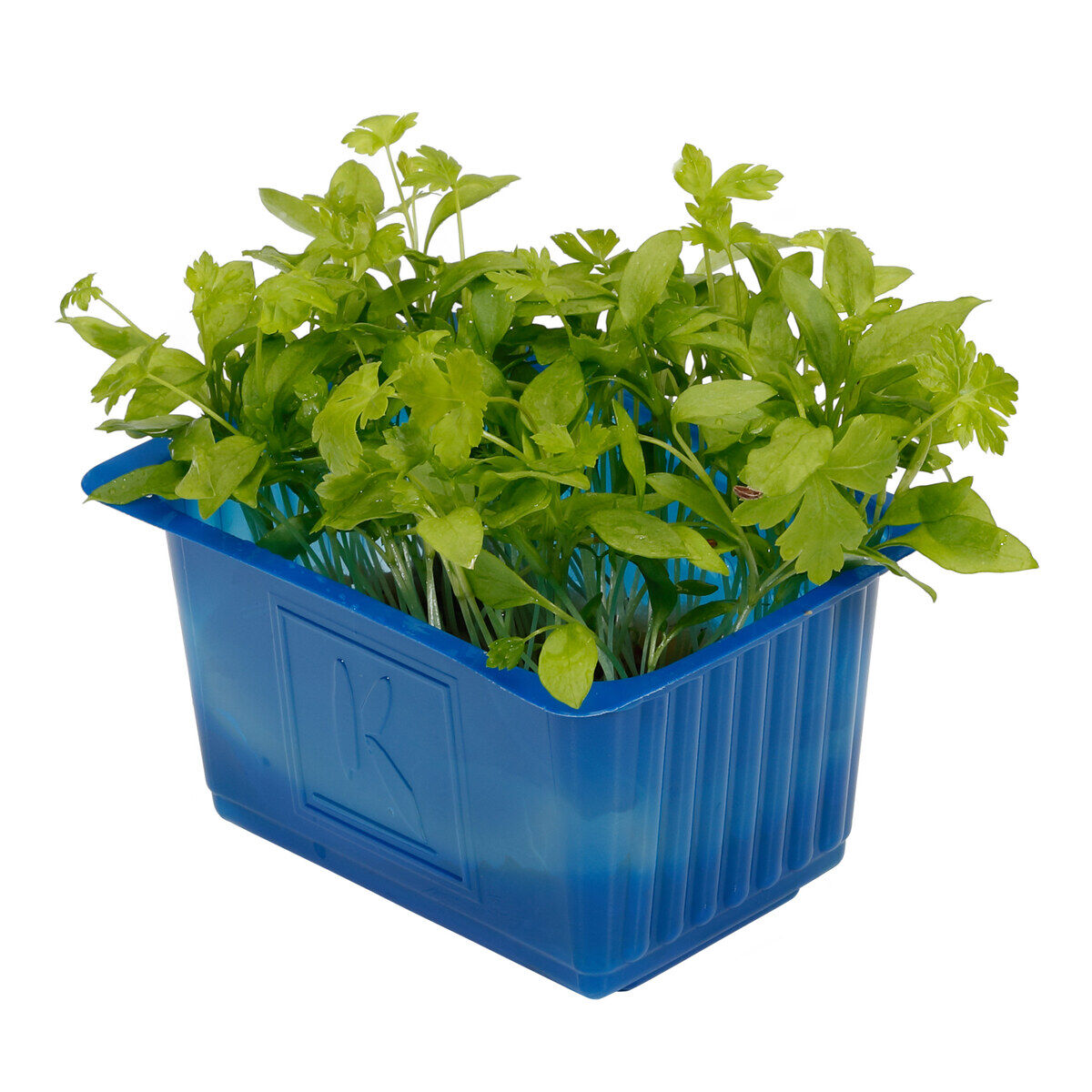 Kresse Persinette KC. frisch 52 g | Selgros