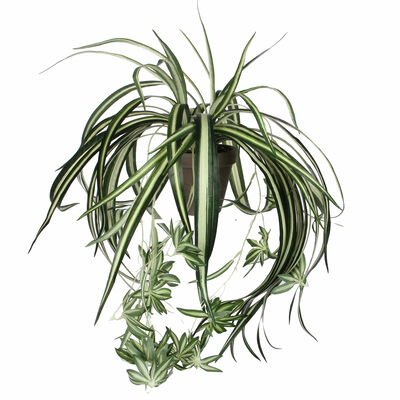 Mica Decorations Chlorophytum Kunstpflanze in Blumentopf Grn 1St | Selgros