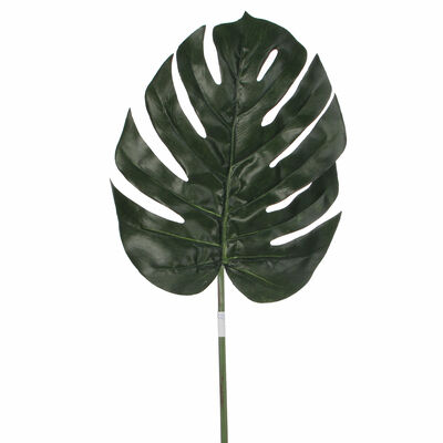 monstera mint kaufen Monstera adansonii 'Mint' – pflanzen-im-glas.de main image 0