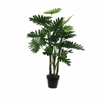 monstera mit groen blttern Monstera deliciosa XXL | Online kaufen